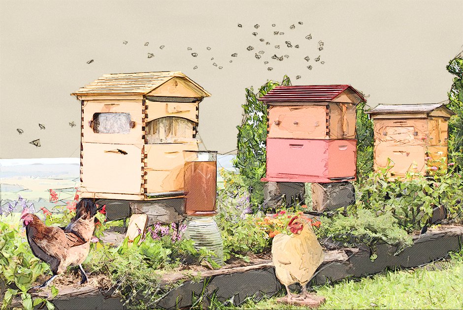 Beehives + Chicken Coop